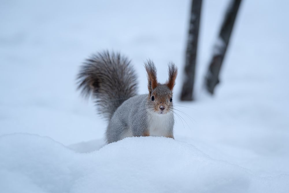 Photograph by Адамов Игорь Н.