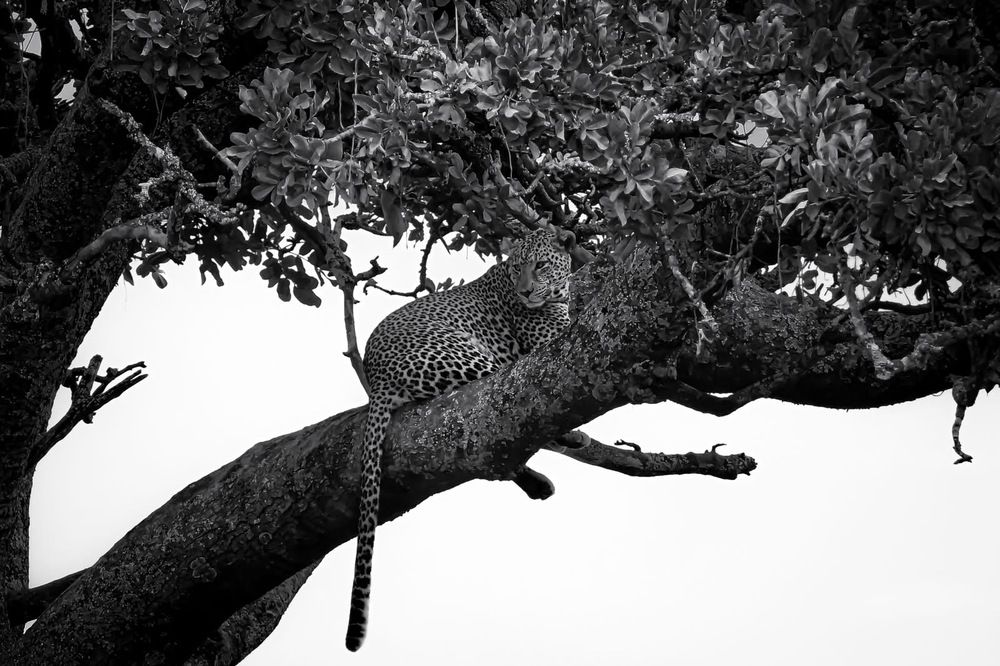 Photograph by Dipanjan Ray