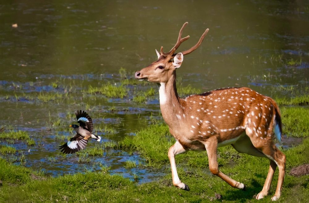 Deer and myna