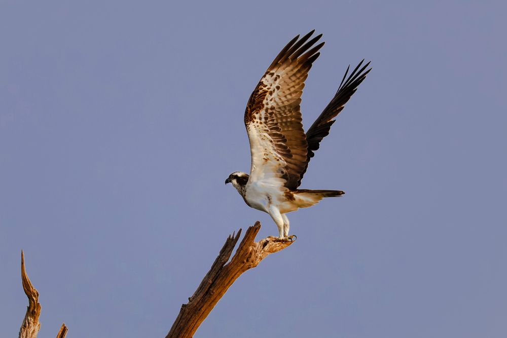 Osprey Bird