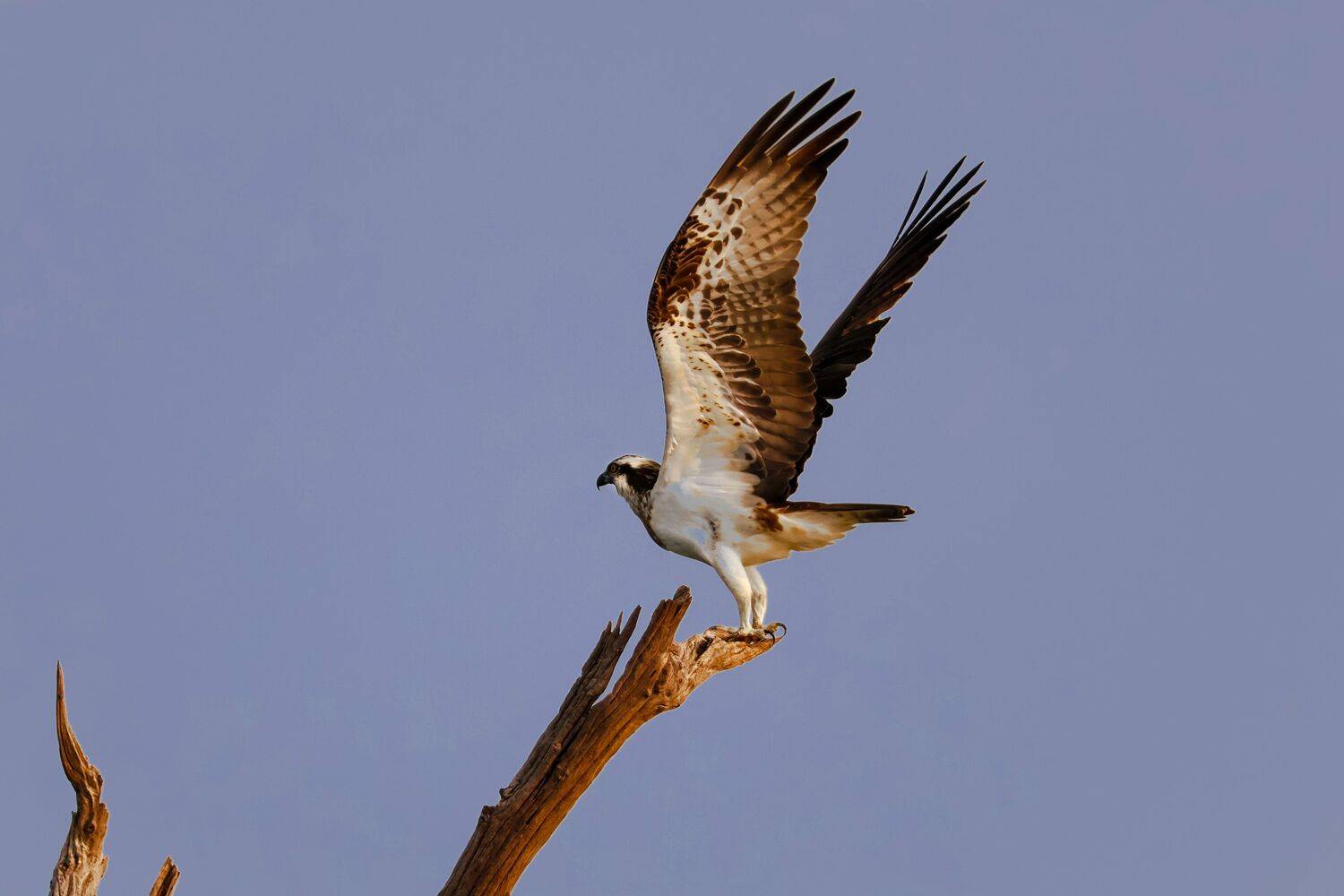 Osprey Bird