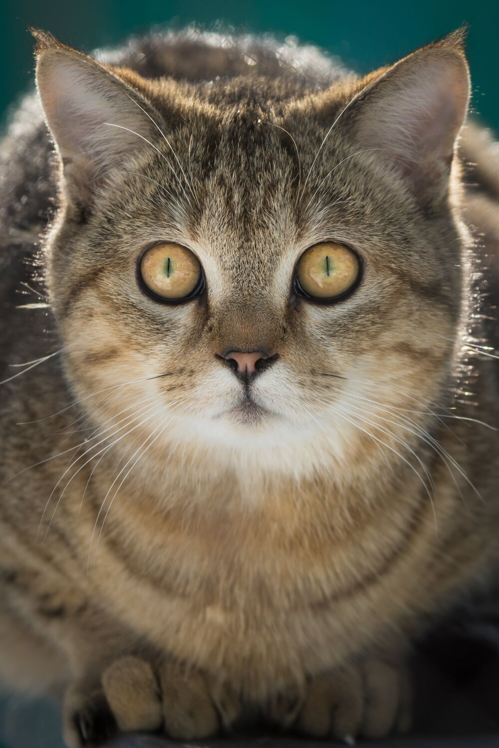 Photo #13534238