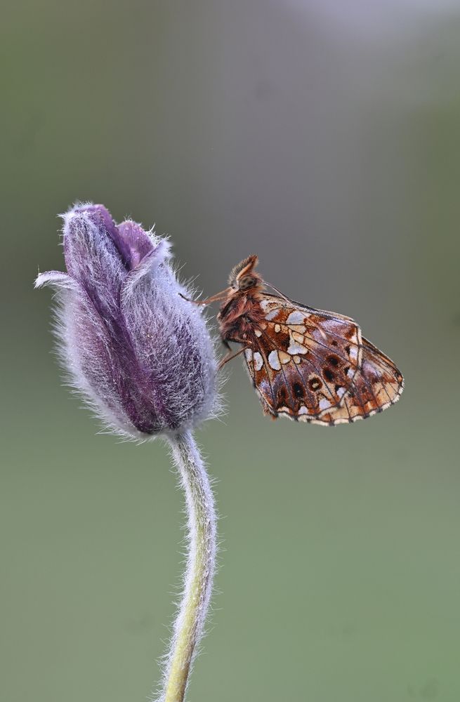 Photo #13534316