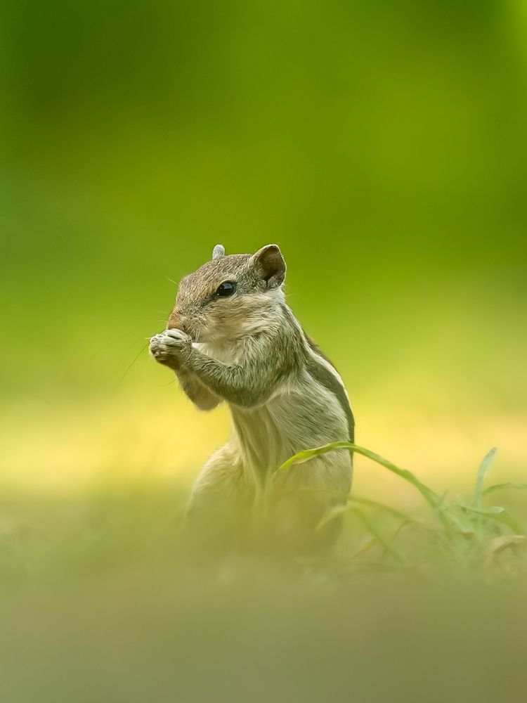 Photograph by Abhishek Pradhan