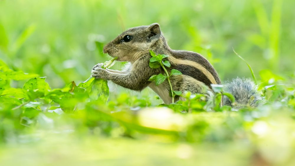Photograph by Abhishek Pradhan