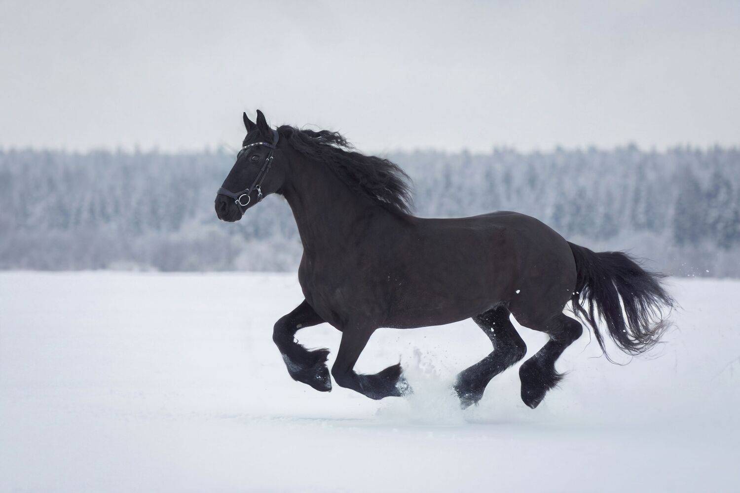 Photo #13534552