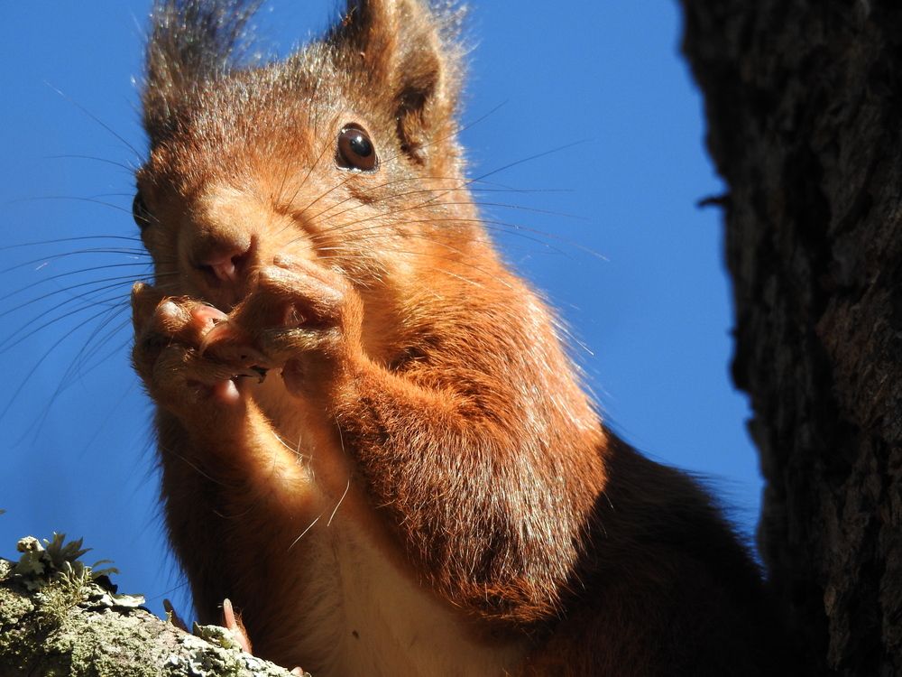 Squirrel