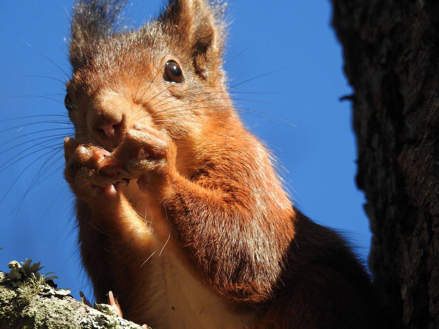 Squirrel