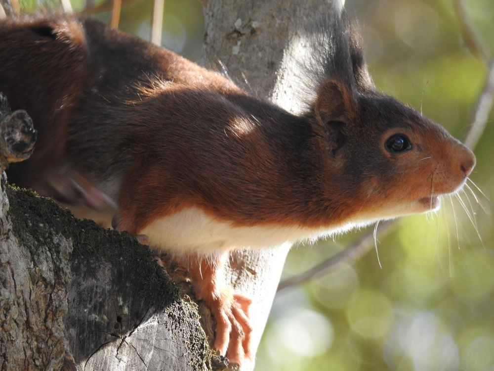 Squirrel