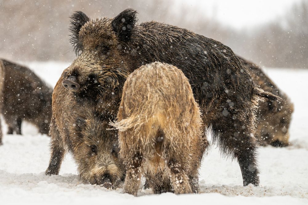Photograph by Евгений Бочкарев