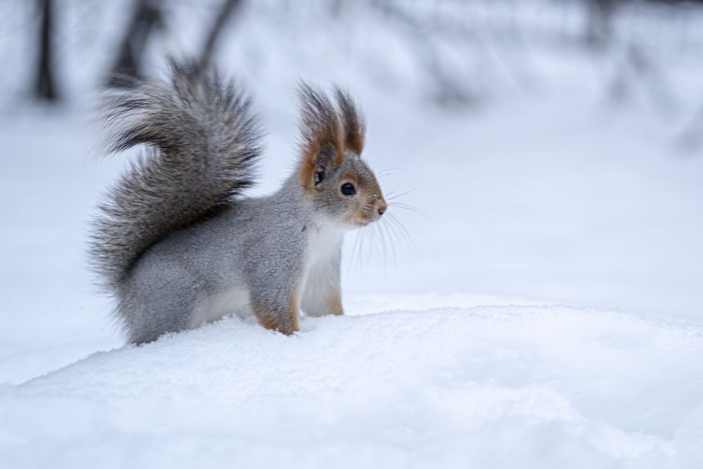 Photograph by Адамов Игорь Н.