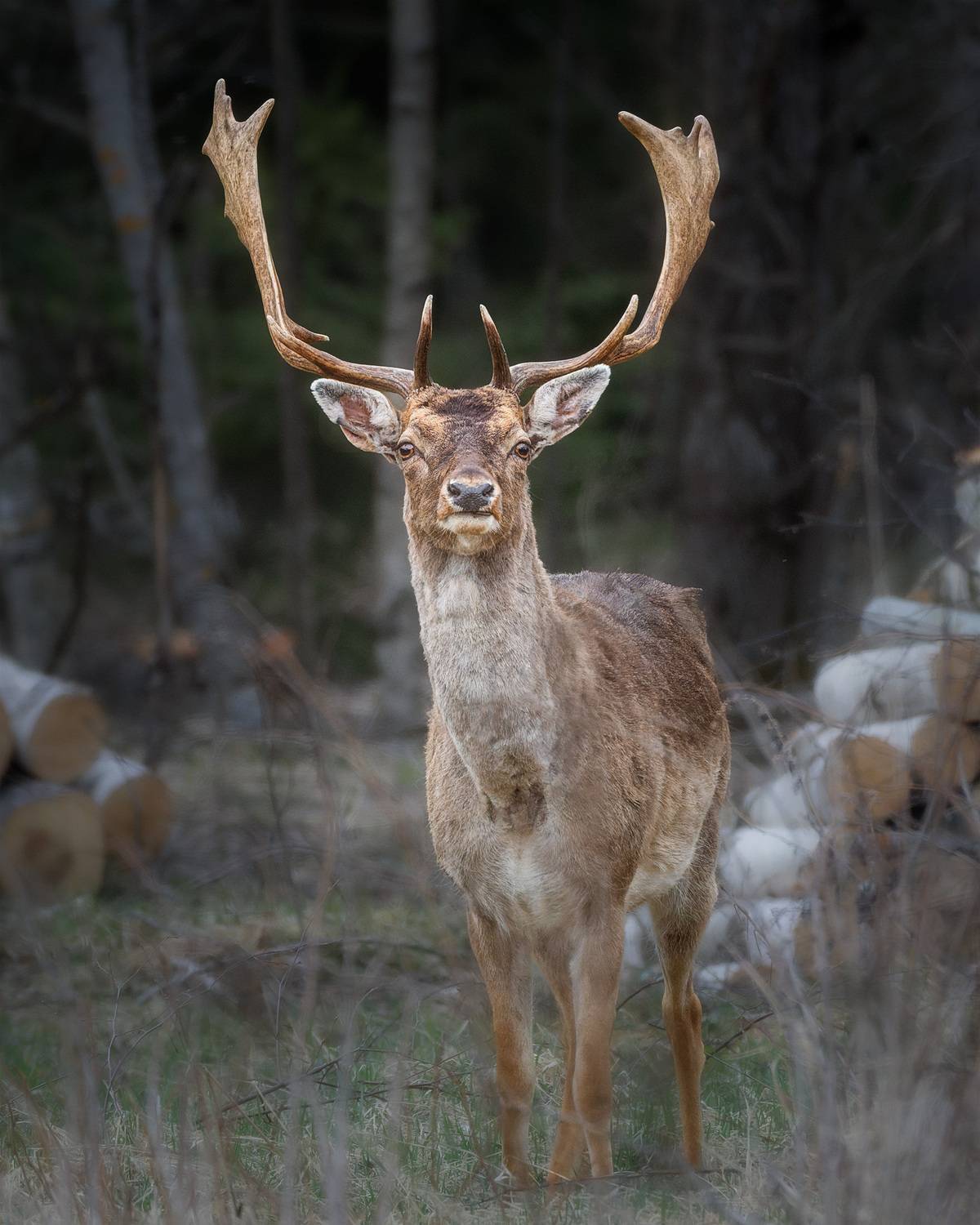 Photo #13535586