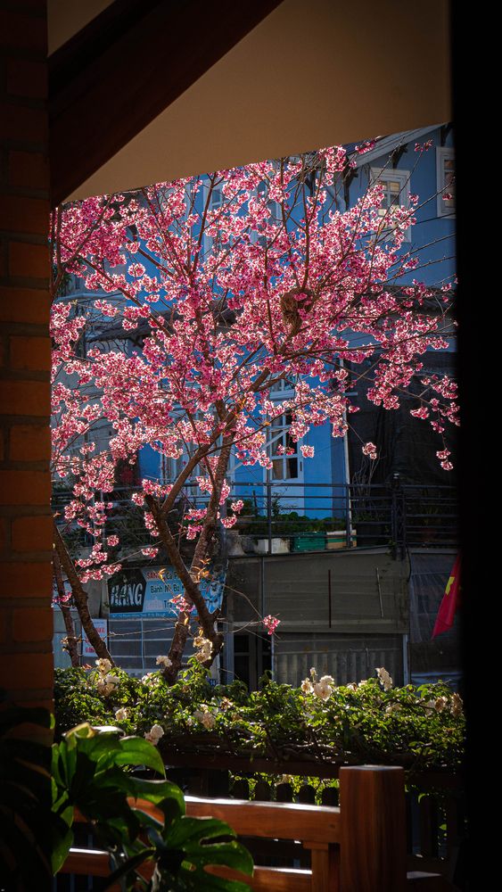 Photograph by Le Tri
