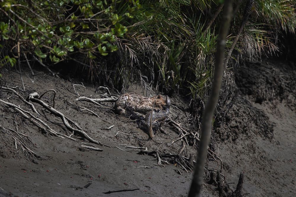 Wild Secrets of Sundarbans