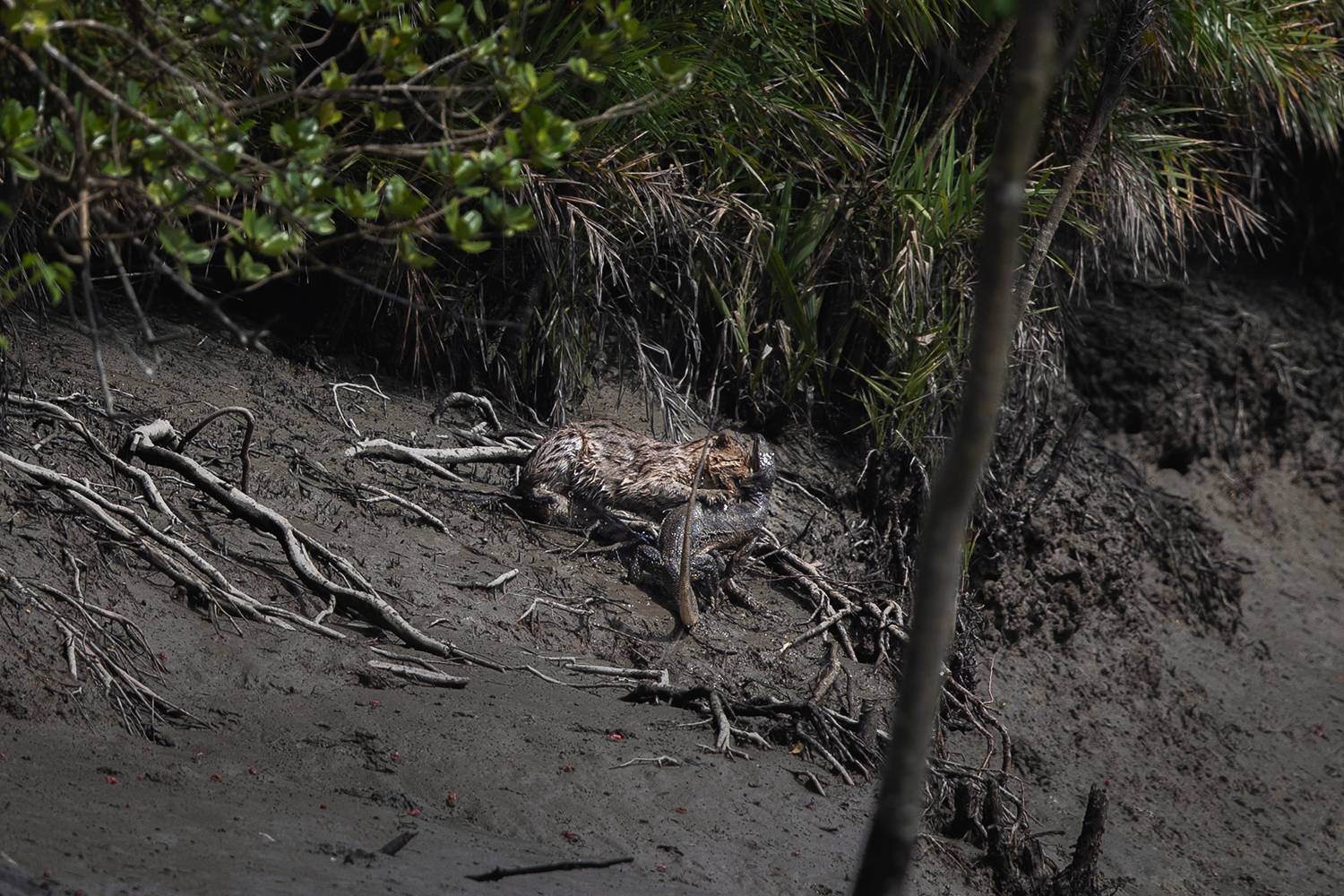 Wild Secrets of Sundarbans