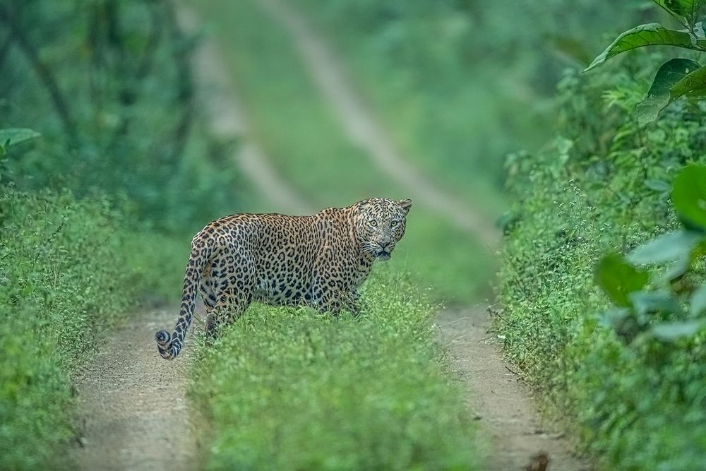 King of the Silent Road