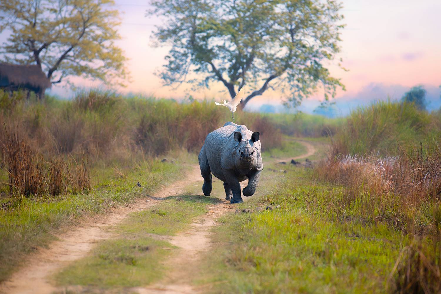Thunder of the Grasslands | Charging Rhino