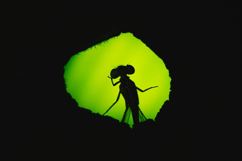Thinking shadow