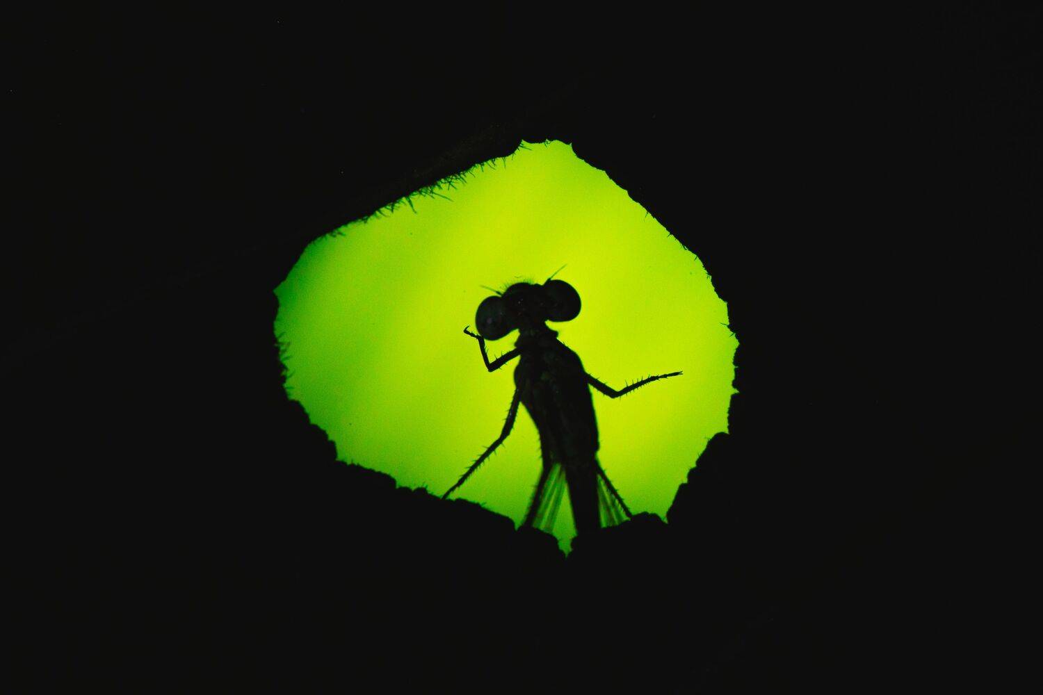 Thinking shadow