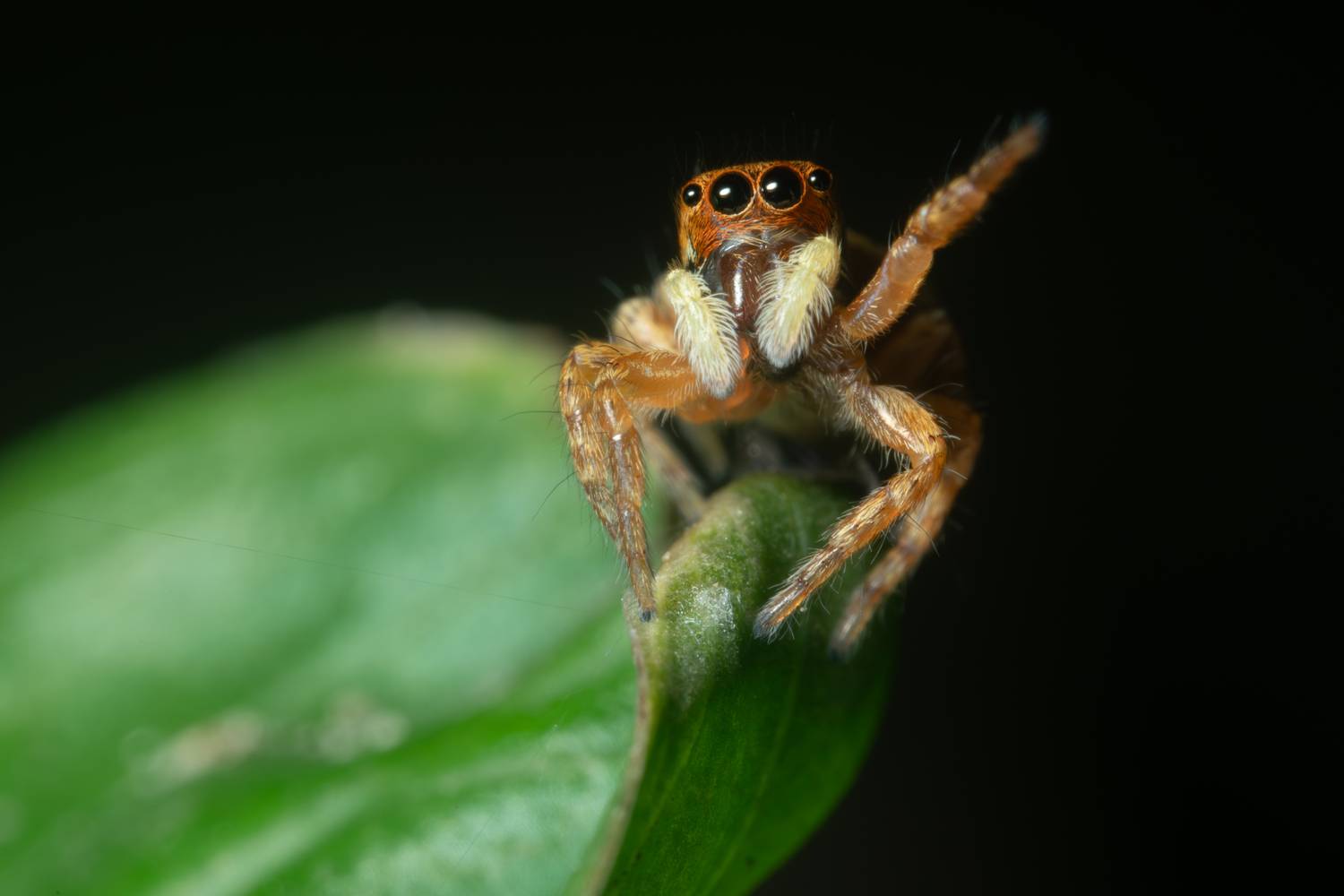 The Curious Sentinel