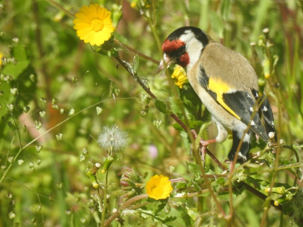 Goldfinch