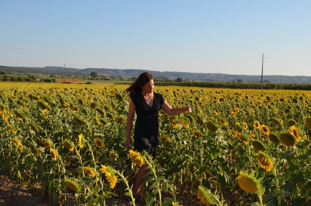 Sunflower