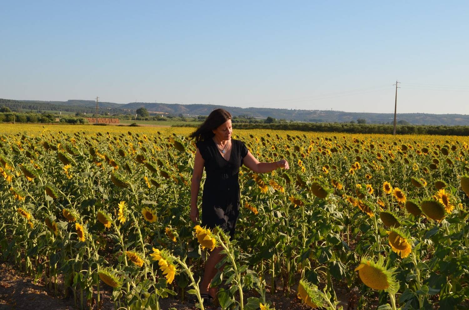 Sunflower