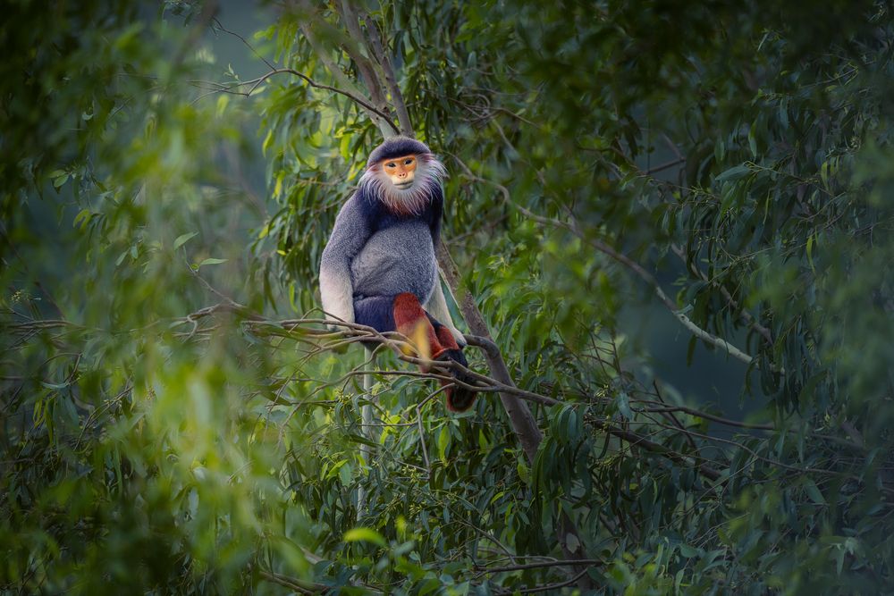 Photograph by Le Khac Quyen