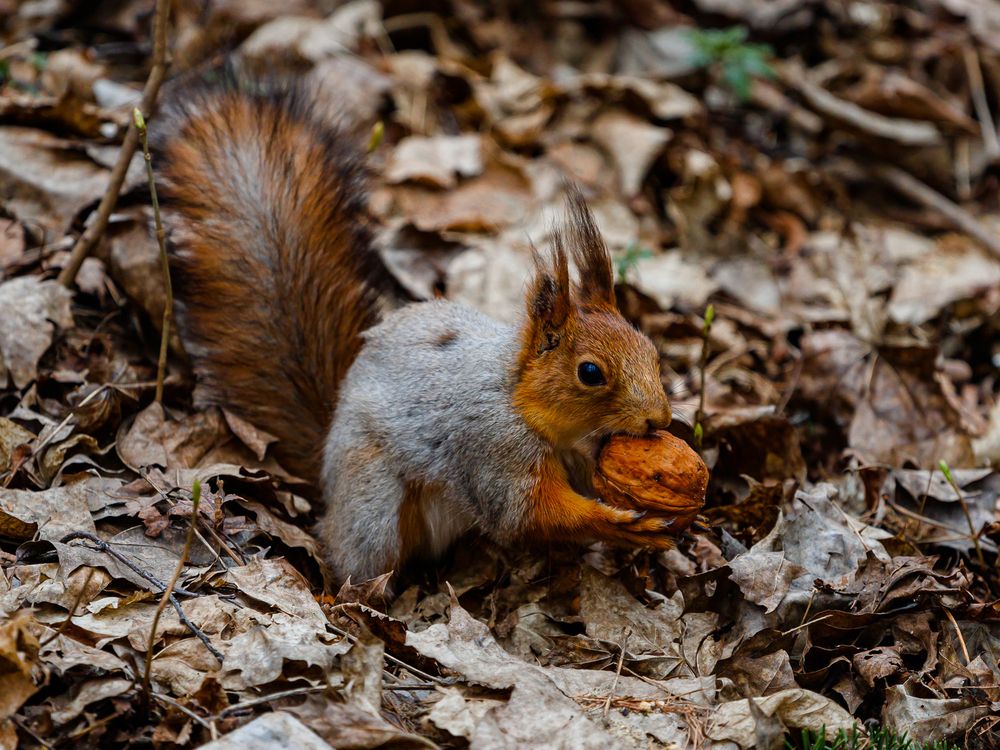 Photograph by Лоскутов Илья