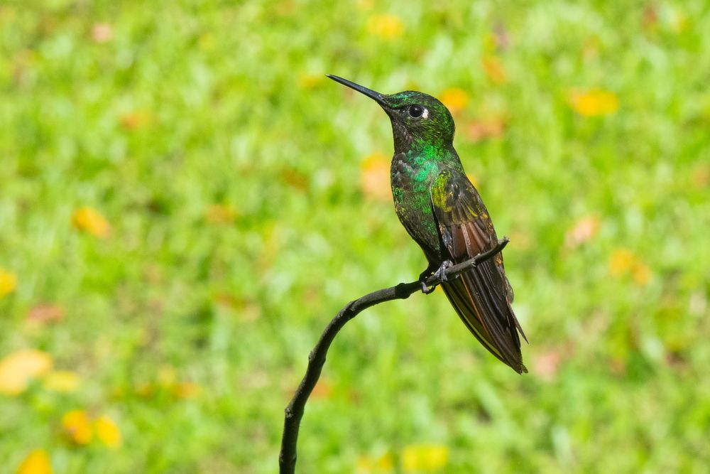 Photograph by Valmir Fernando da Silva