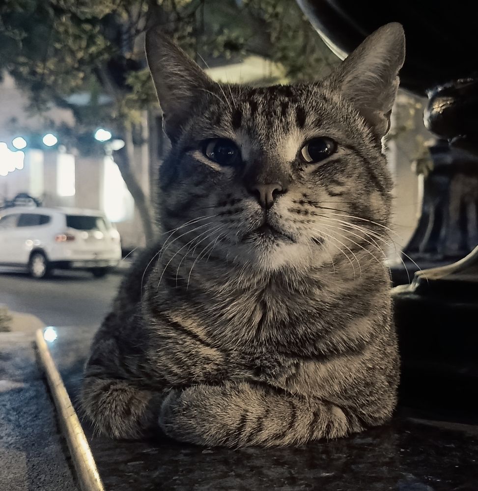 Urban Cat