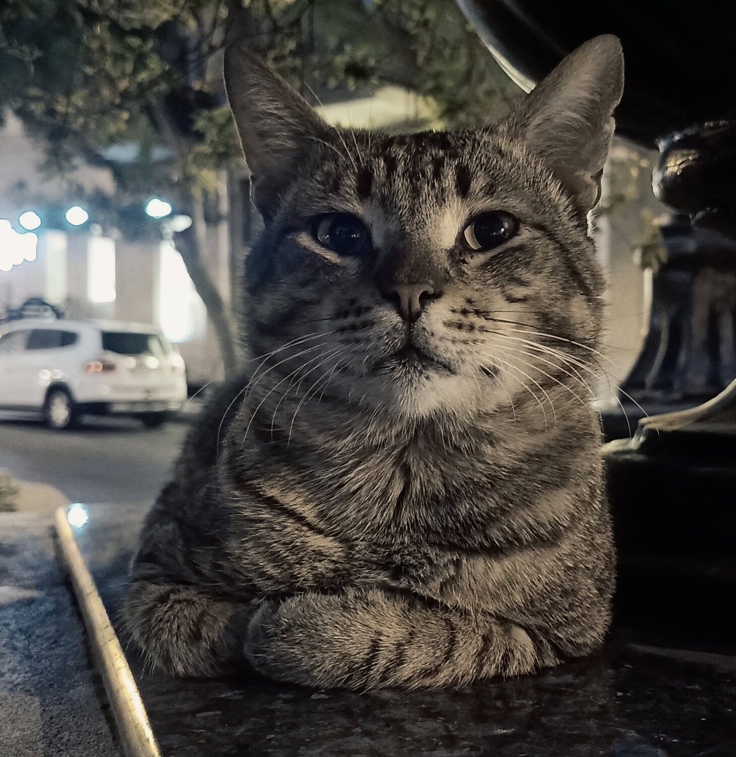 Urban Cat