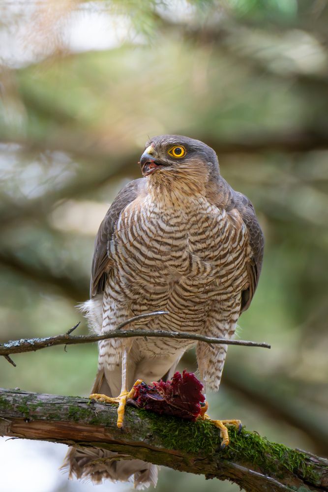 Sparrowhawk with prey