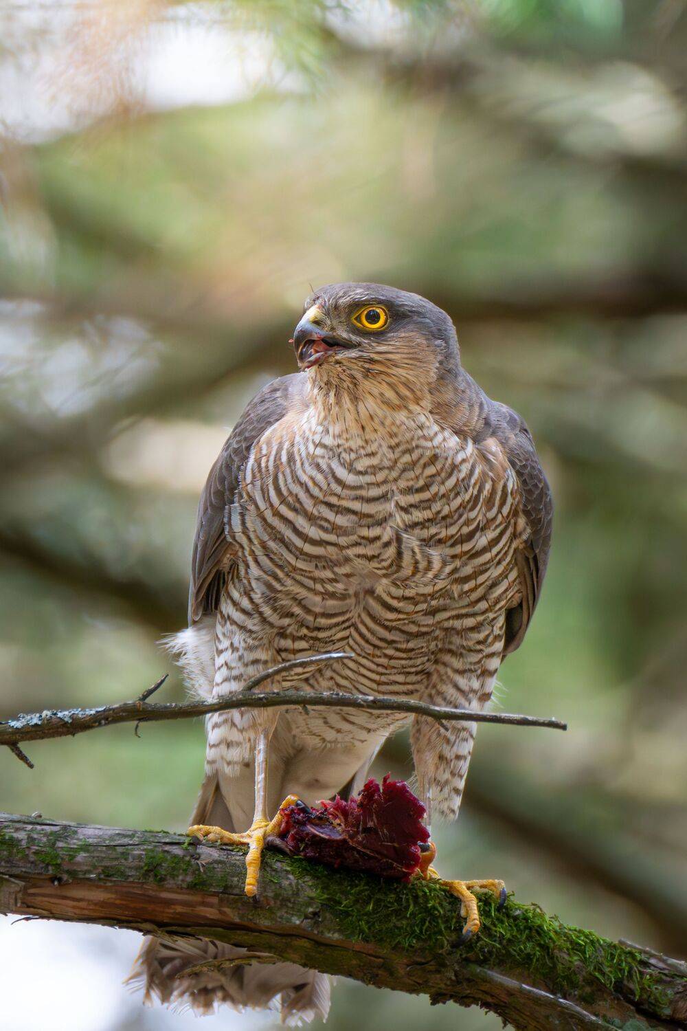 Sparrowhawk with prey