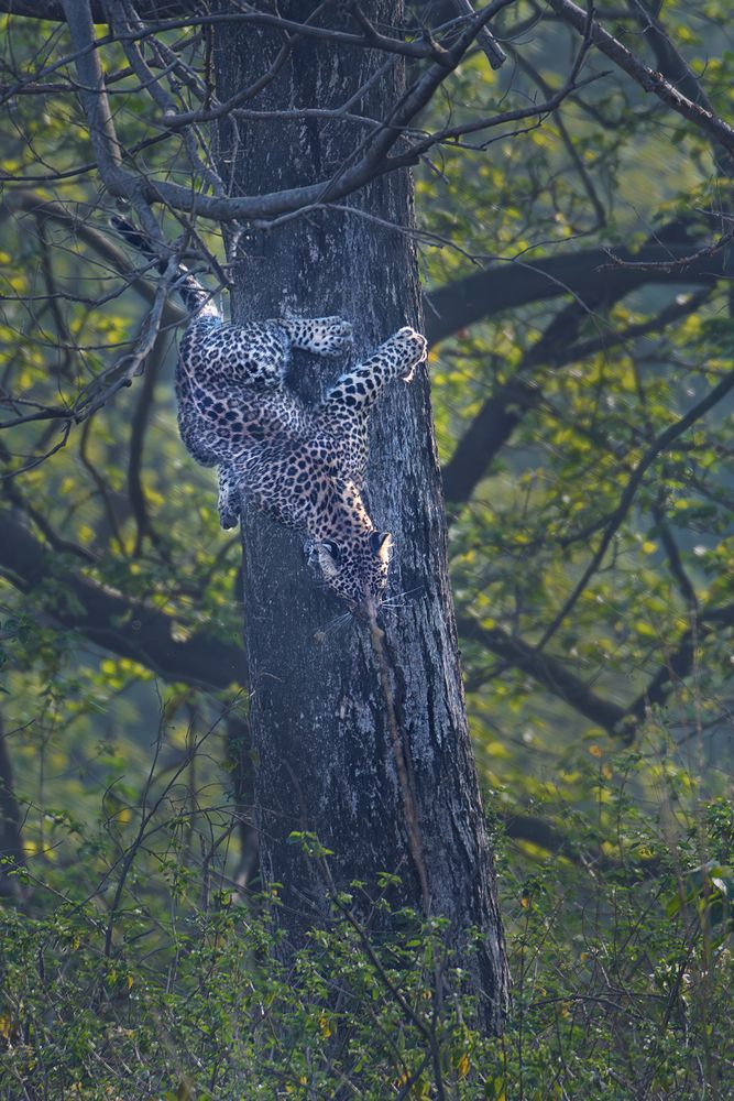 Photograph by SUBHAMAY  KARMAKAR
