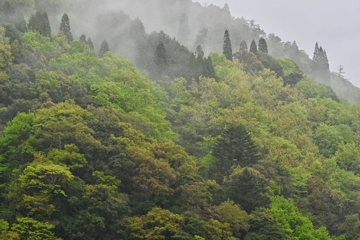 Misty Spring Palette, Shiiba