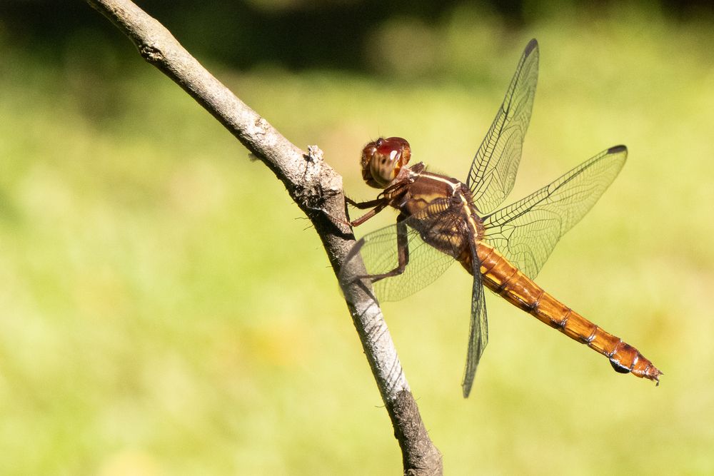 Photograph by Valmir Fernando da Silva