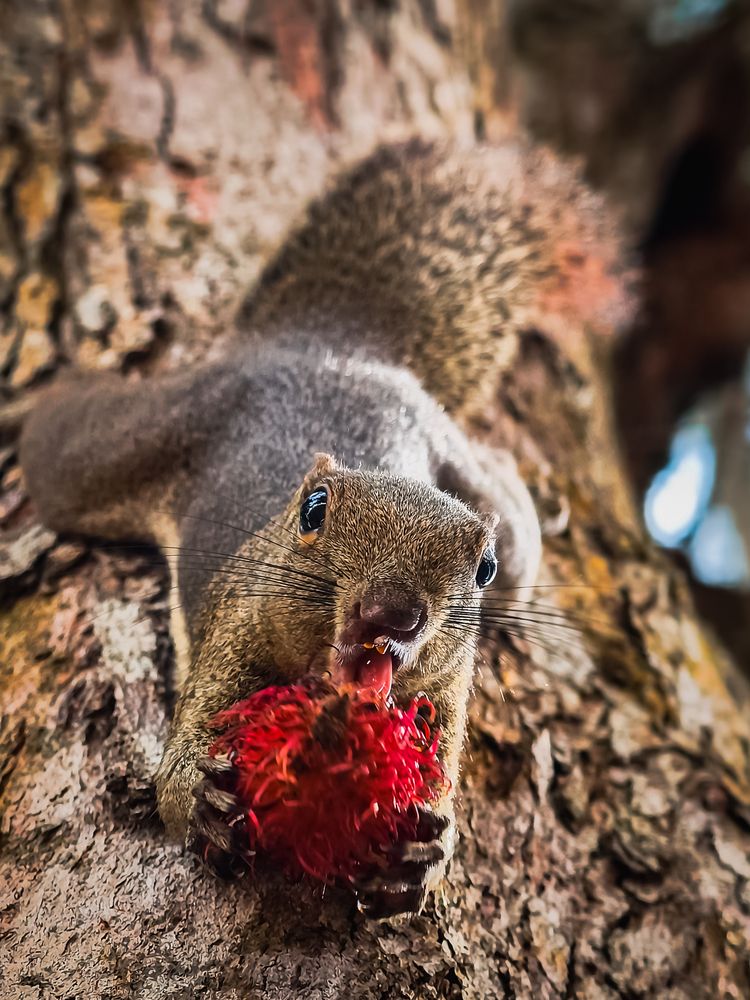 The Little One\'s Sustenance in the Lonely Branch