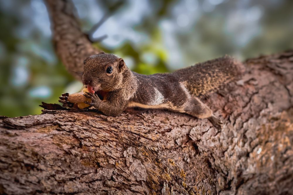 The Little One\'s Sustenance in the Lonely Branch