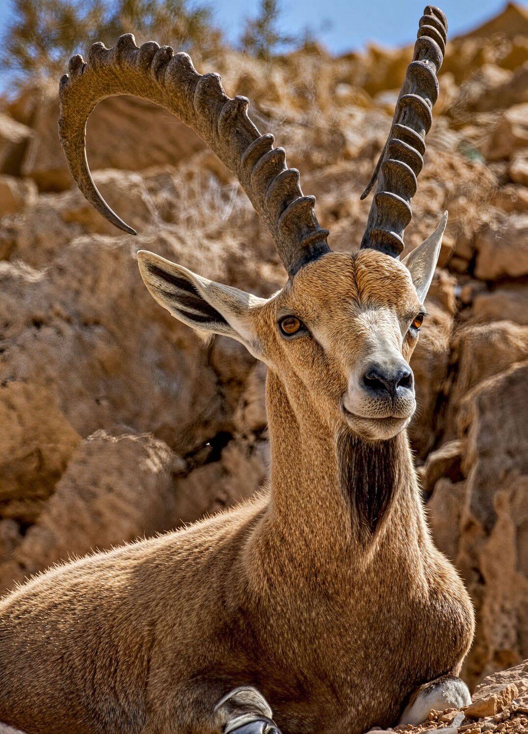 The Yemeni ibex stands proudly among the rocks
