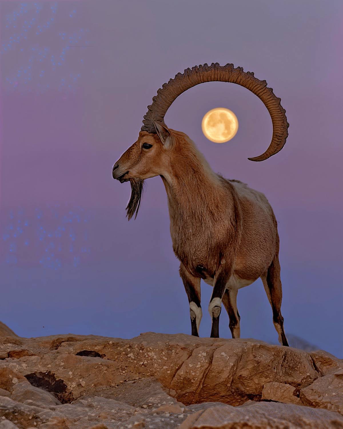 The Yemeni ibex stands proudly among the rocks