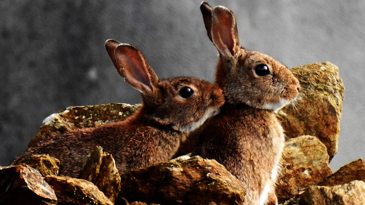 Little rabbit