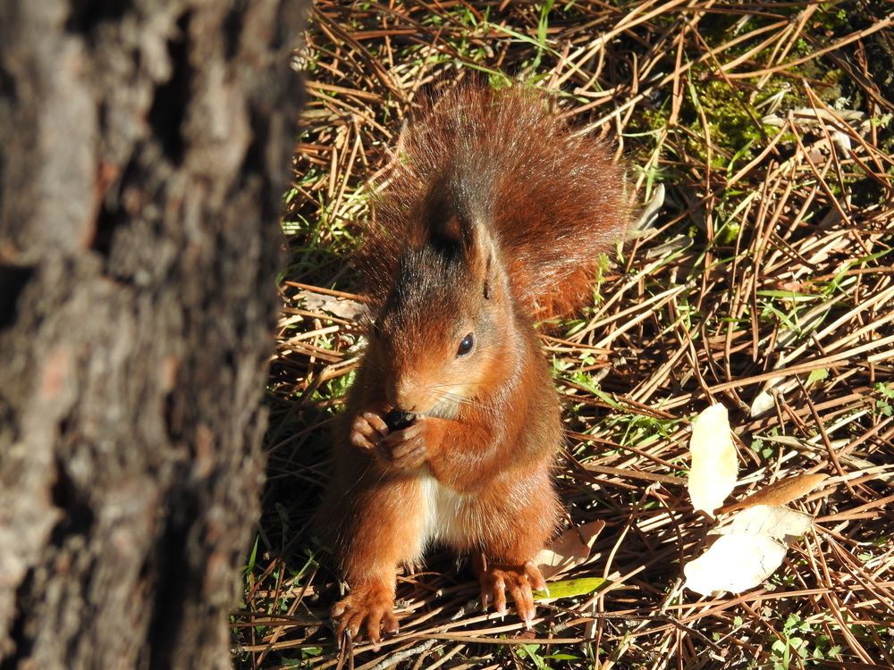 Squirrel
