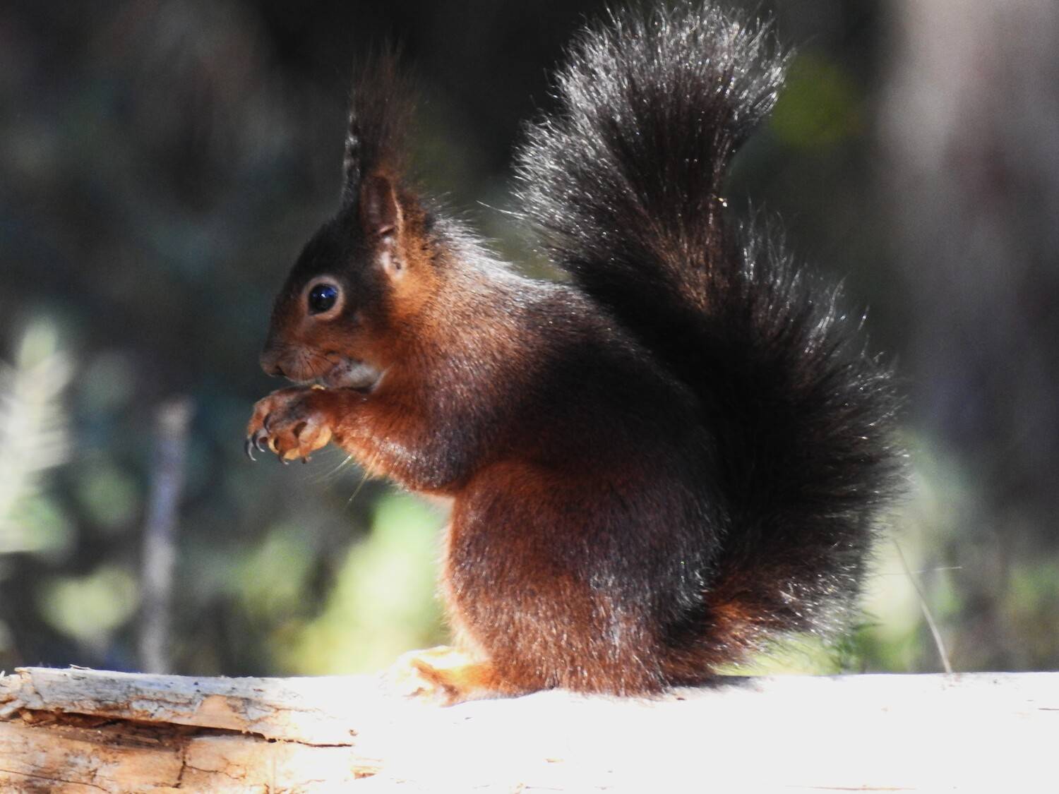 Squirrel