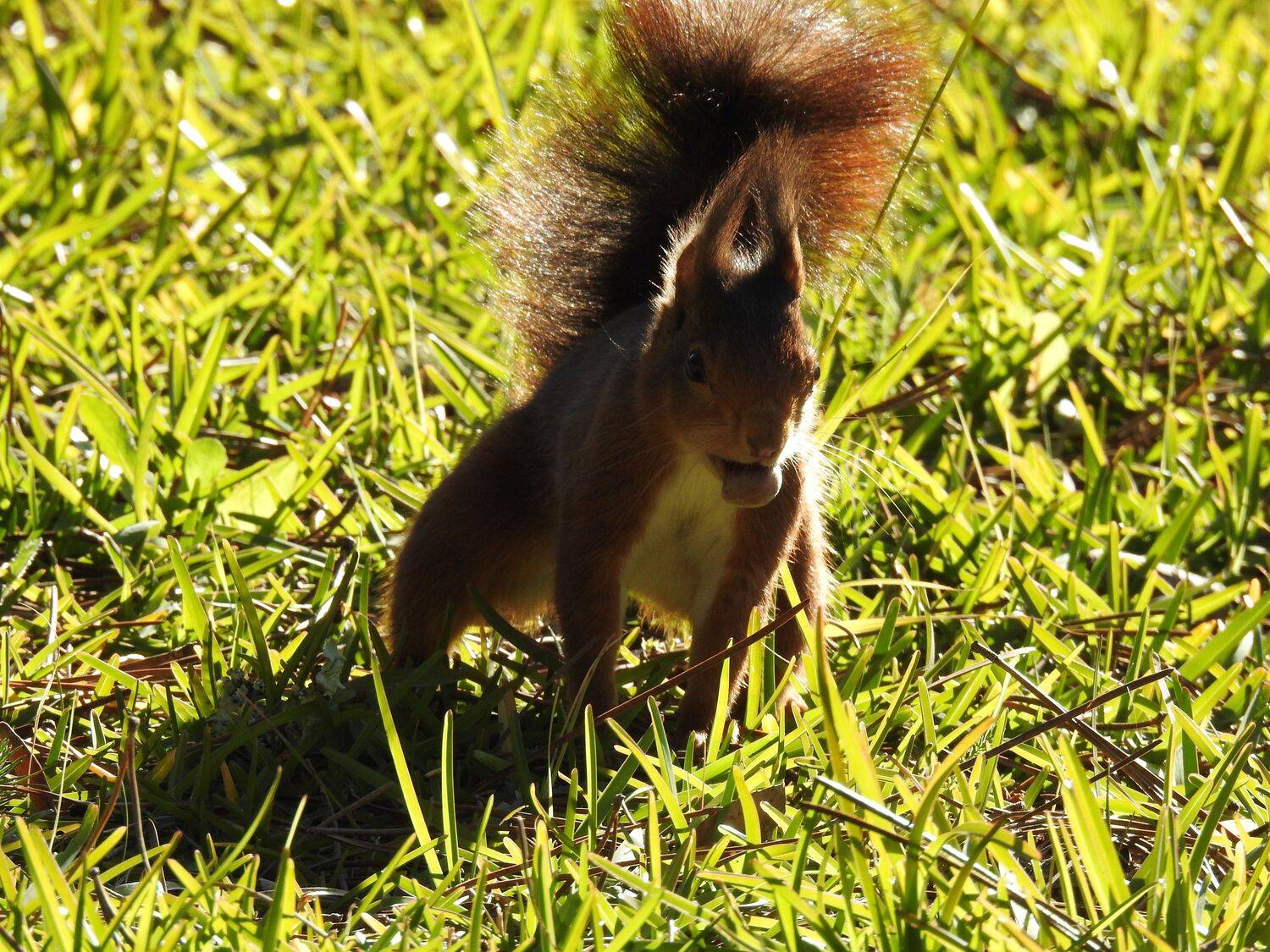 Squirrel