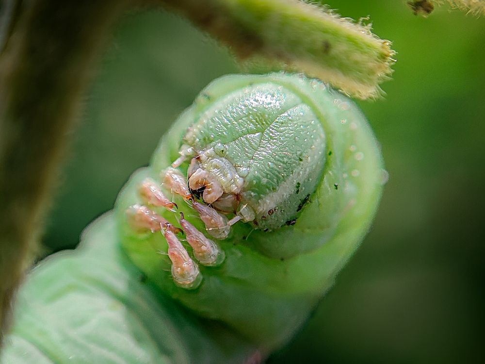 A caterpillar