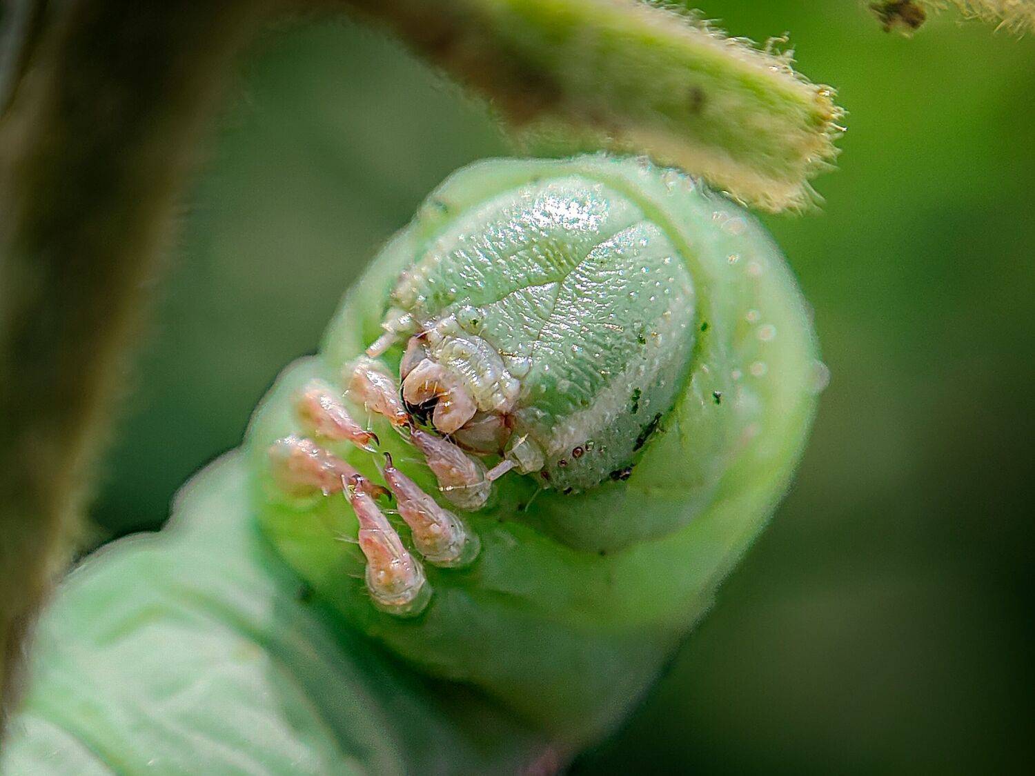 A caterpillar