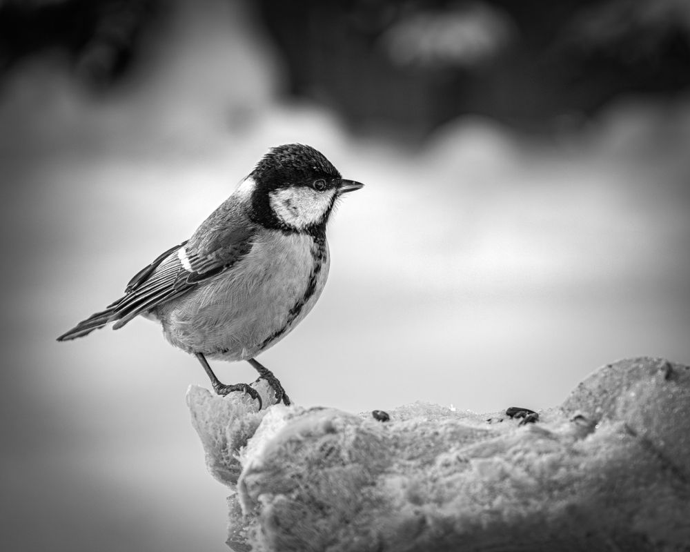 Photograph by Марк Беженарь