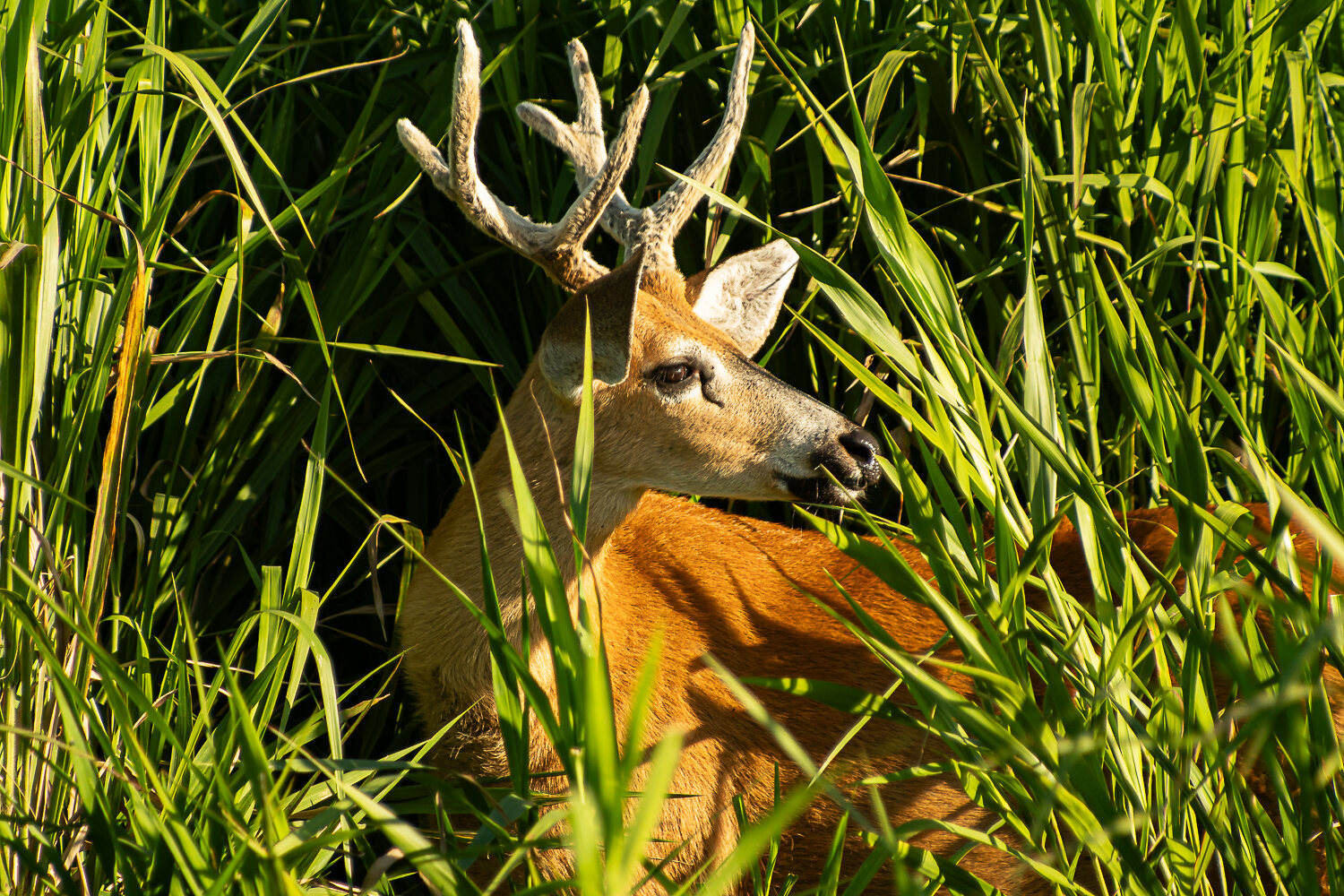 sneaky