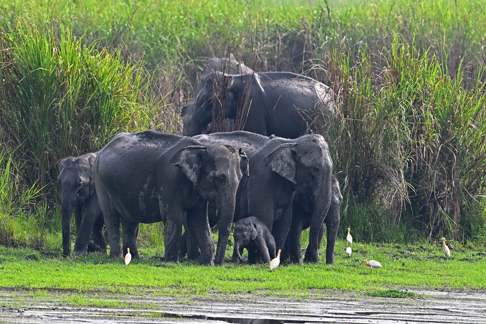 Photograph by SRIMANTA RAY